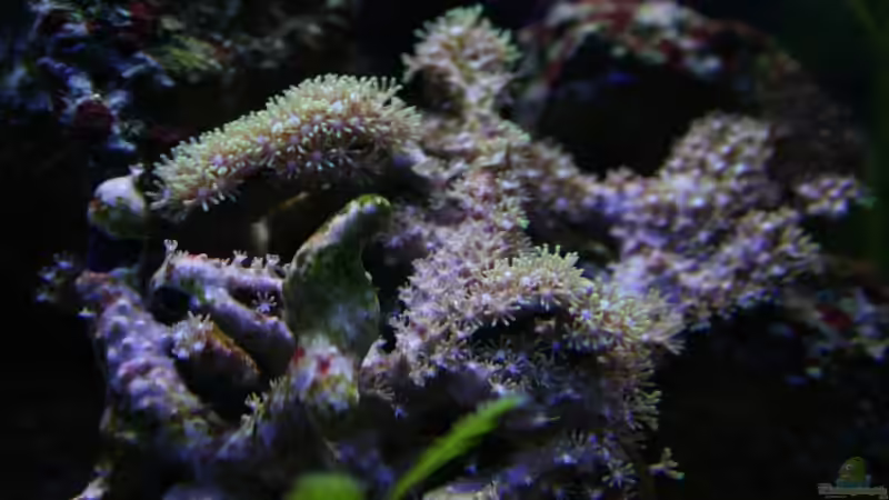 Orgelkoralle von Aquarienfreude (10)