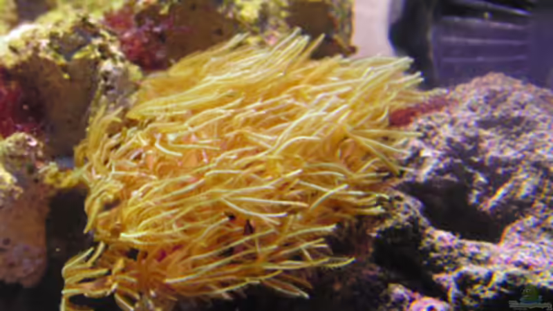 Orgelkoralle von Steffen Ruck (33)