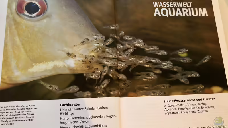 Orientierung in der Aquaristik - Fisch-Arten 1/2