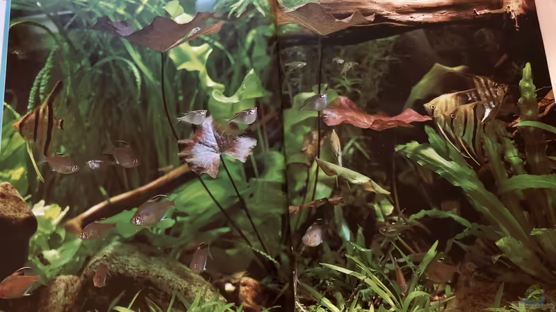 Orientierung in der Aquaristik - Fisch-Arten 1/2