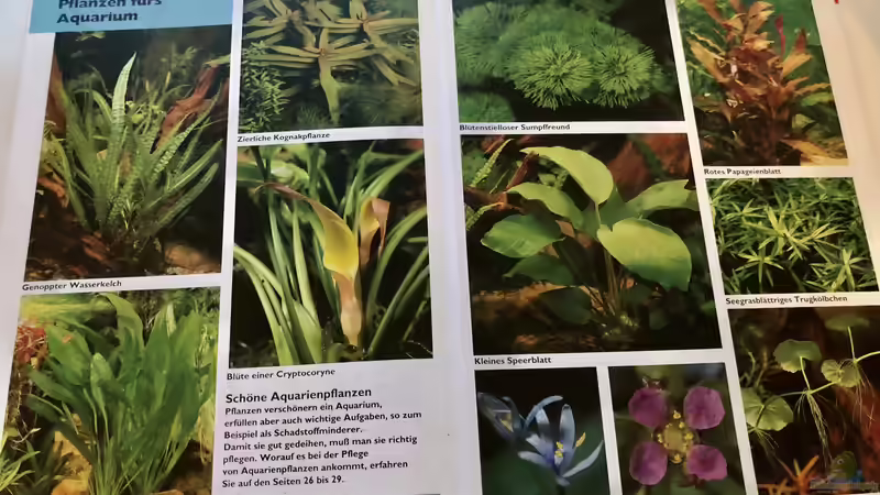 Orientierung in der Aquaristik - Fisch-Arten 1/2