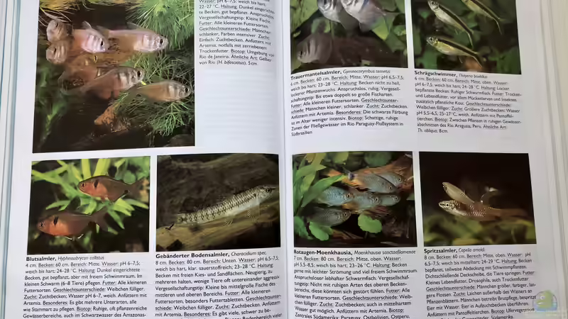 Orientierung in der Aquaristik - Fisch-Arten 1/2