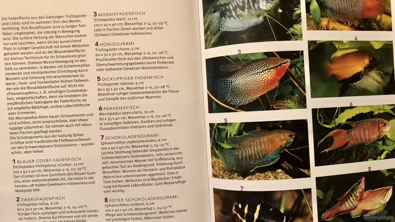 Orientierung in der Aquaristik - Fisch-Arten 2/2