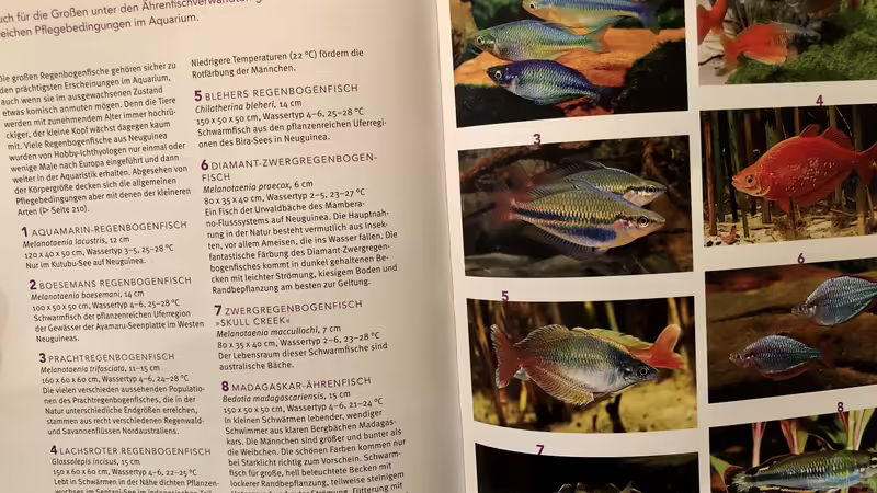 Orientierung in der Aquaristik - Fisch-Arten 2/2