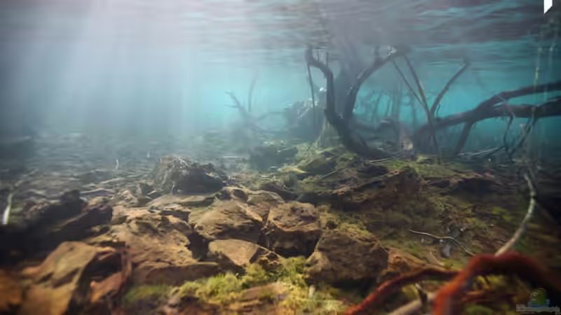 Originalvorlage aus dem Matanosee (gefunden bei flowgrow.de) von Zomic (2)