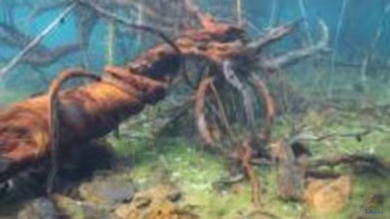 Originalvorlage aus dem Matanosee (gefunden bei flowgrow.de) von Zomic (3)