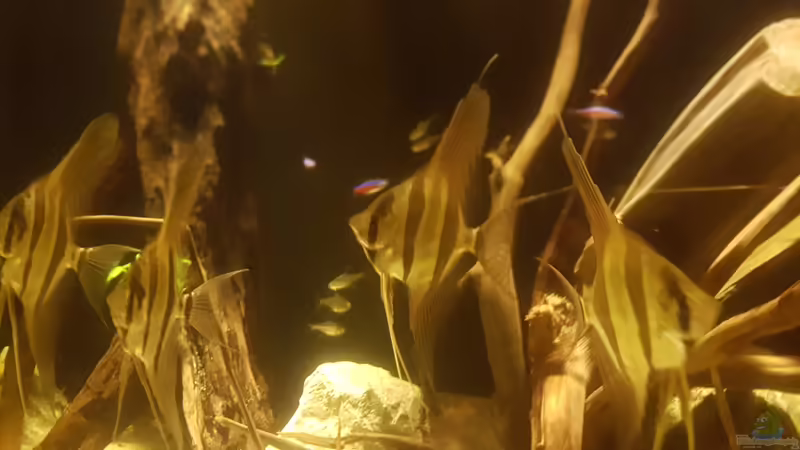 Orinoco Altum noch kein Jahr alt  von Kevin Fruhen (12)