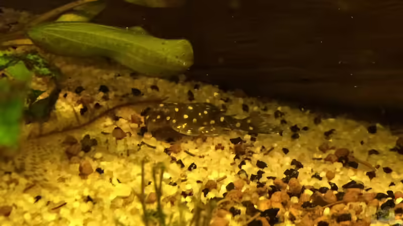 Orinoco-Engelsharnischwels ´Hypancistrus  L 201´ von Ragner (52)