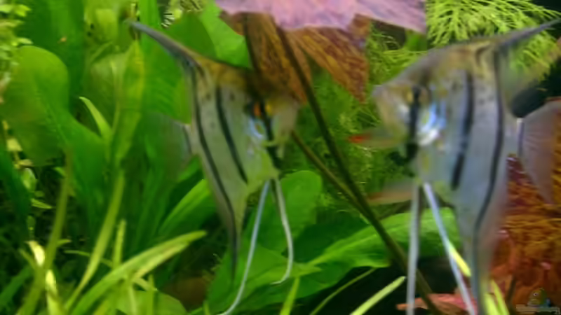 Orinoco Skalaren von Christian Epp (9)