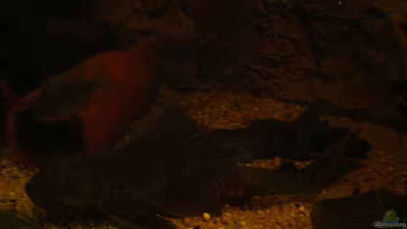 Orinoco Tannenzapfen Wels  ca 45cm  von American Stone (25)