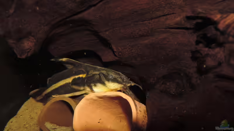 Orinocodoras Eigenmanni von Fichte (10)