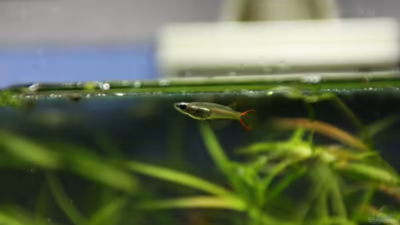 Oryzias mekongensis Männchen von Arami Gurami (21)