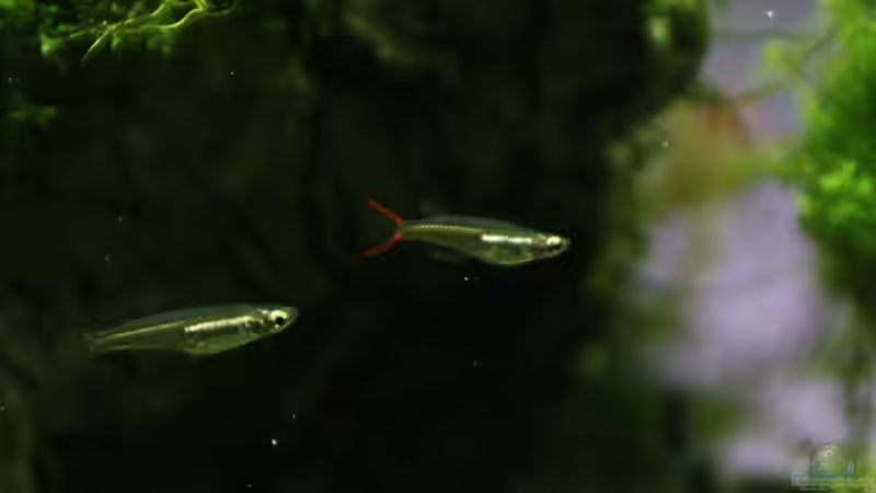 Oryzias mekongensis im Aquarium halten (Einrichtungsbeispiele für Mekong-Reiskärpflinge)