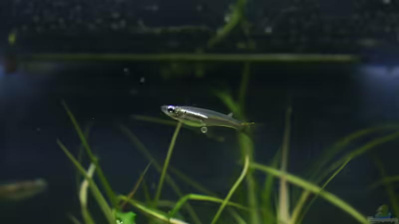 Oryzias Weibchen eiertragend von Arami Gurami (20)