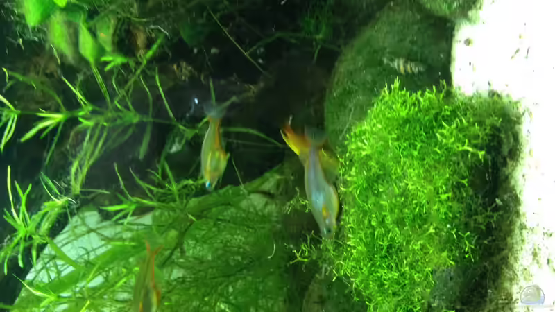 Oryzias woworae von Bob Dylan (4)