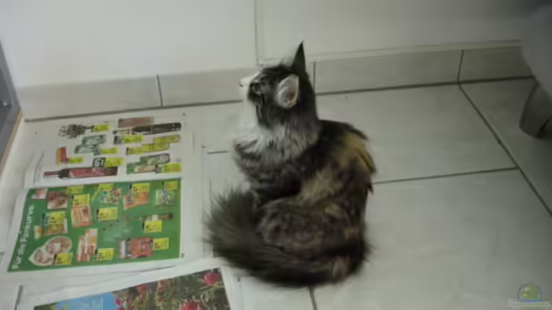 Oshima schaut ob alles in Ordnung ist von Renè Rupf (5)