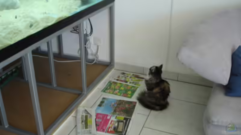 Oshima unsere junge Norweger Waldkatze von Renè Rupf (4)