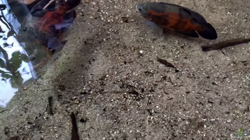 Oskar  von Daniel Mayer (13)