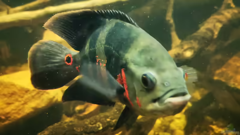 Oskar von Thomas Michel (90)