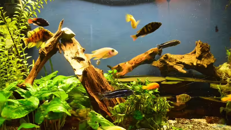 Ostafrika für Zuhause