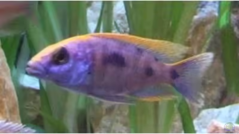 Othopharnyx Lithobates Bock (junder Bock in der Einfärb-Phase) von Der Schweizer (28)