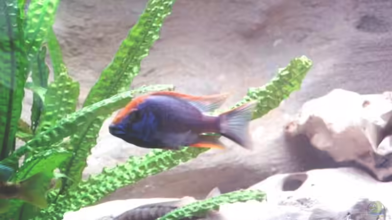 Othopharynx Lithobates von Sven Busch (18)