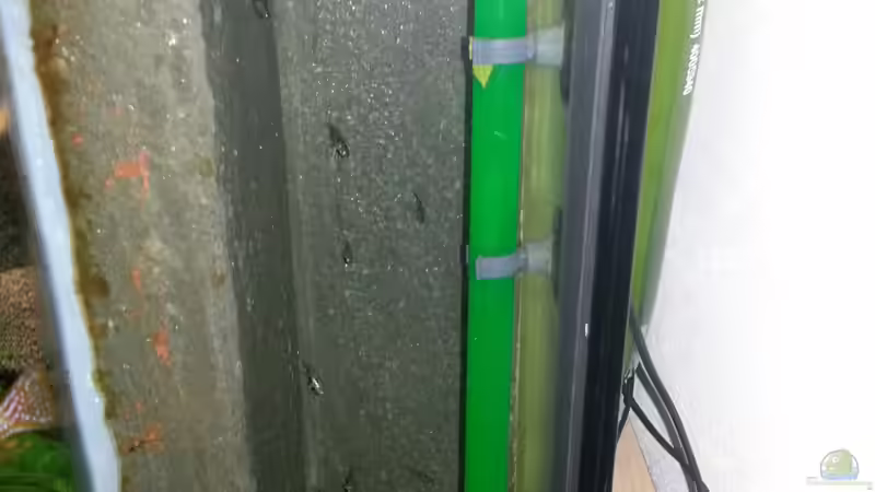 Othopharynx Nachwuchs hinter der Rückwand von Udo Lehr (40)