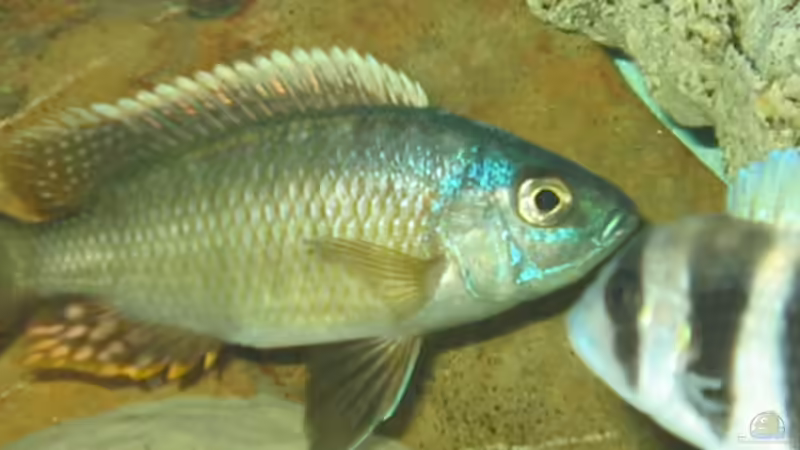 OTHOPHARYNX TETRASPILLUS BOCK MIT LEICHTEM ANSATZ DER FARBEN von Marvin Michel (12)