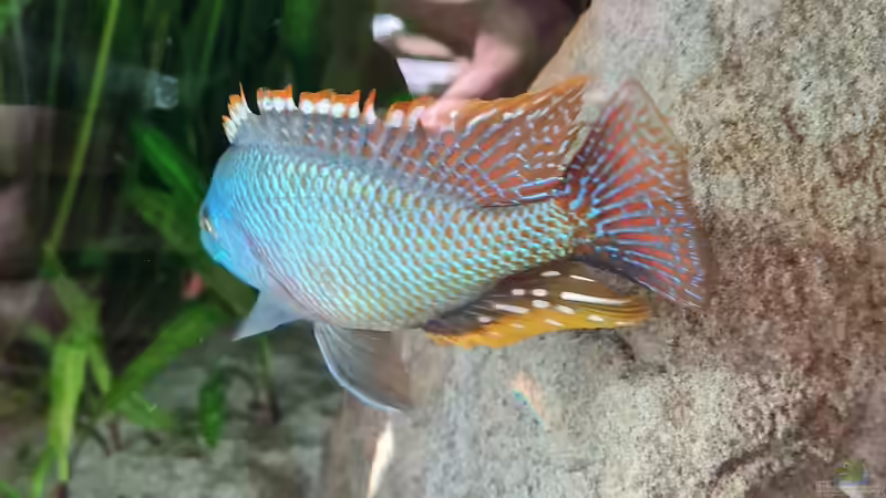 Othopharynx Tetrastigma  von Dennis 80 (24)