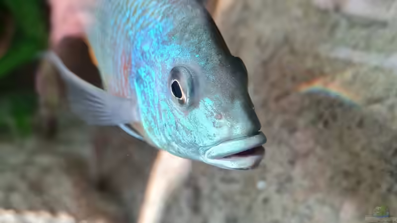 Othopharynx Tetrastigma  von Dennis 80 (28)