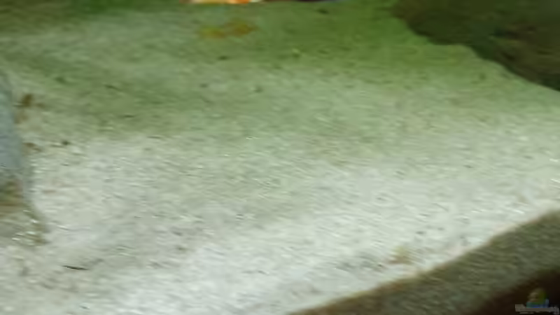 Othopharynx Tetrastigma Beta  Männchen von Dennis 80 (27)