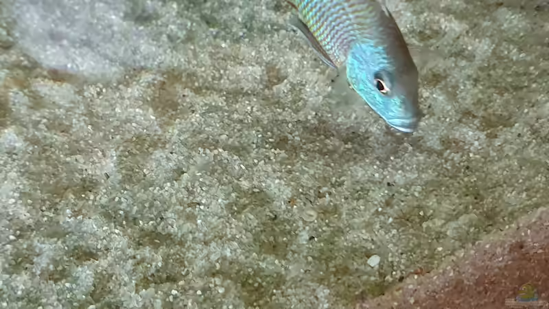 Einrichtungsbeispiele für Aquarien mit Produkten von Tetra