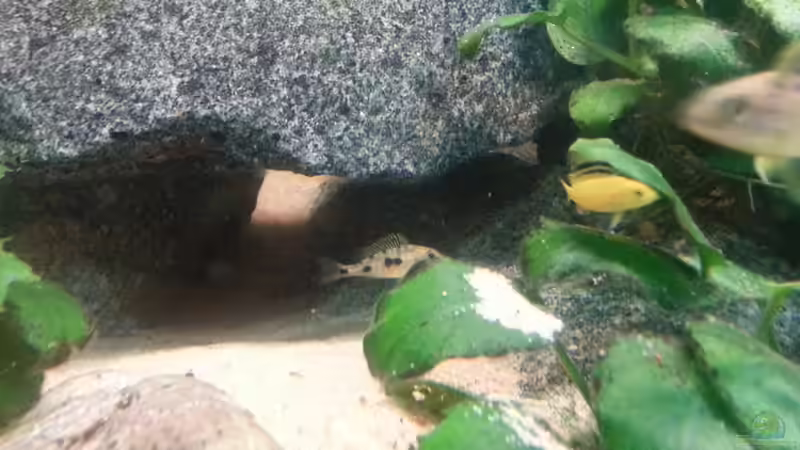 Othopharynx und Yellow Nachwuchs :-) von Udo Lehr (28)