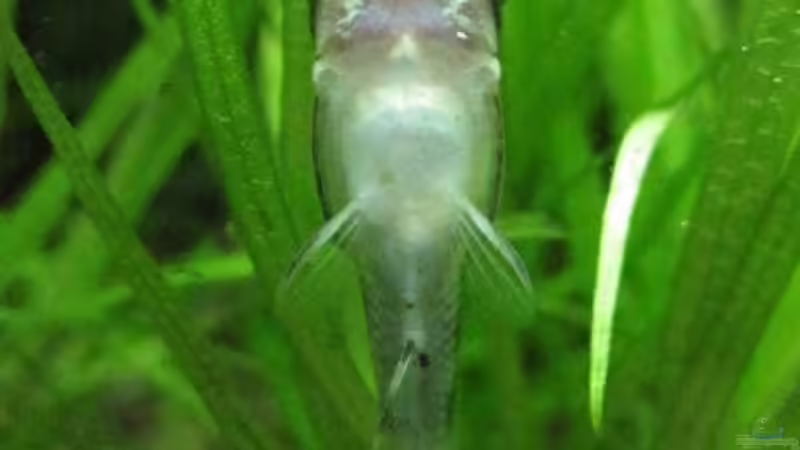 Otis 1 von cammarus (8)