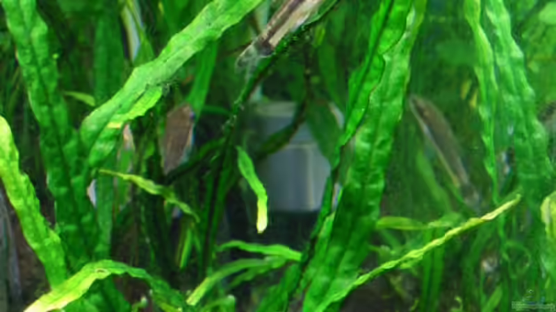 Otis zum3. von Stephan Münker (6)