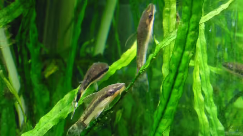 Otis zum4. von Stephan Münker (7)