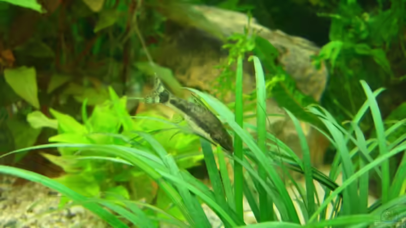 Oto bei der Arbeit von KaSa (15)