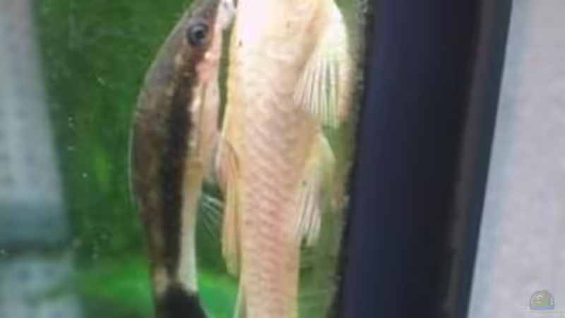 Oto riding Ancistrus! :-))) von puschel78 (12)