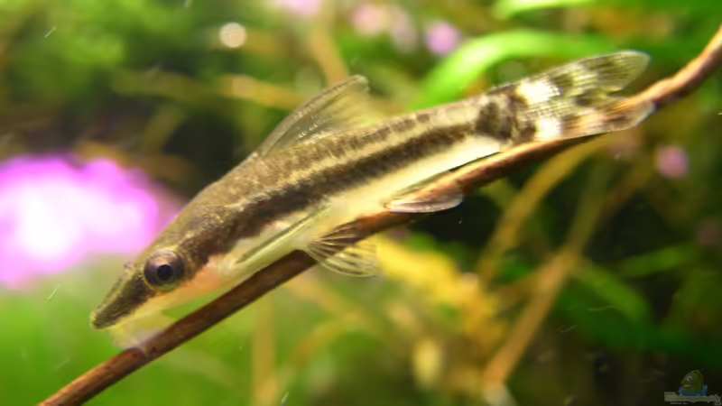 Oto von Fredo Fuss (14)