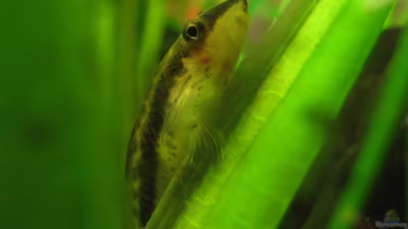 Oto von Patricia (7)