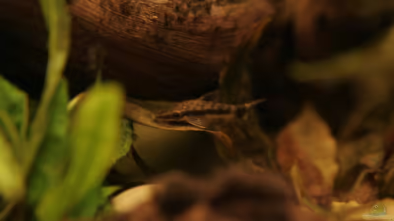 Otocinclus  von Andrea Rüter (25)