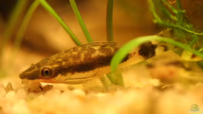 Otocinclus  von Andrea Rüter (32)