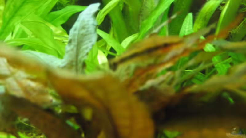 Otocinclus  von Falko Timper (6)