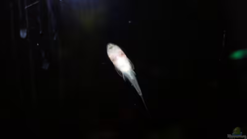 Otocinclus  von NOWI1976 (8)