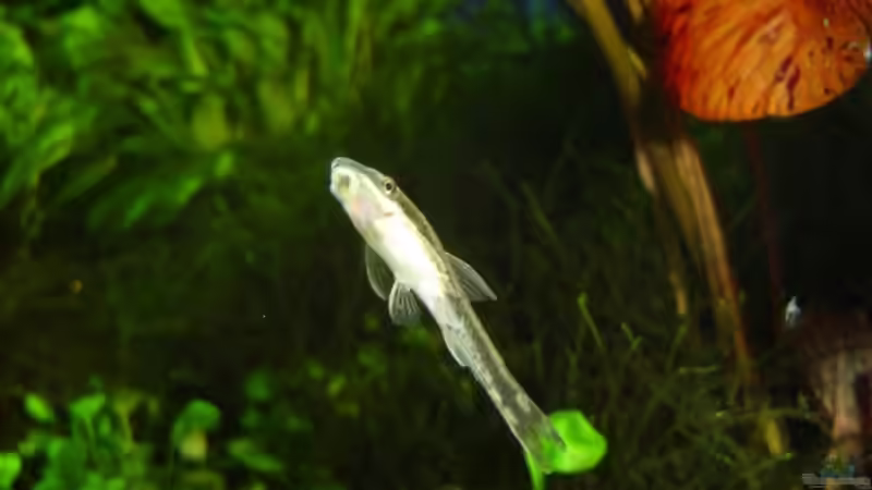 Otocinclus affinis  von David Weidenbacher (33)