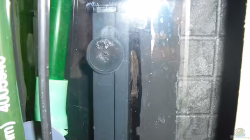 Aquarien mit Macrotocinclus affinis (Gestreifter Ohrgitter-Harnischwels)