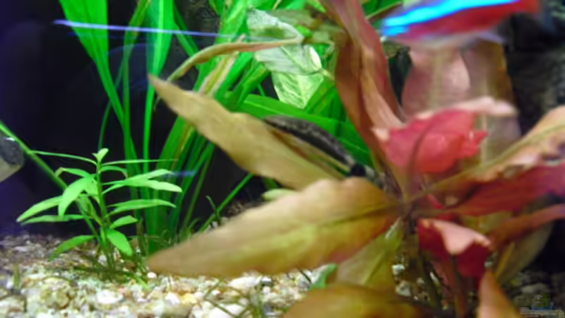 Otocinclus affinis gestreift von FischfanAQ (22)