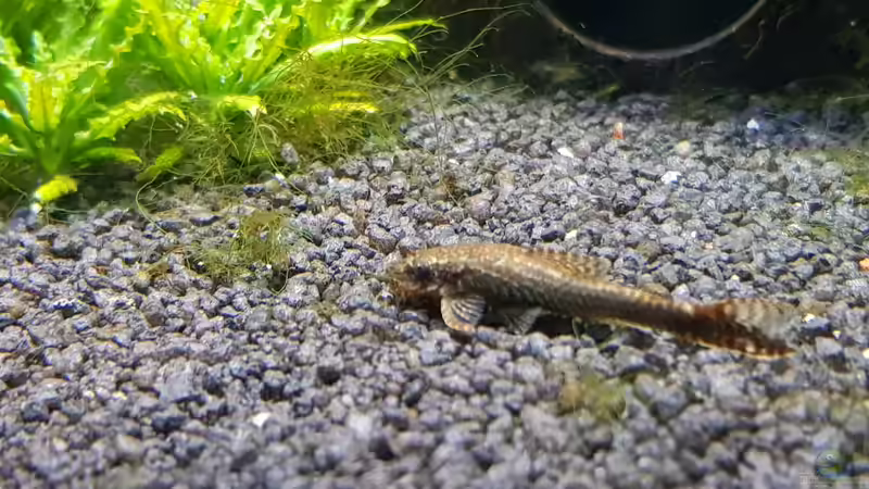 Otocinclus affinis negro von Tabu (21)