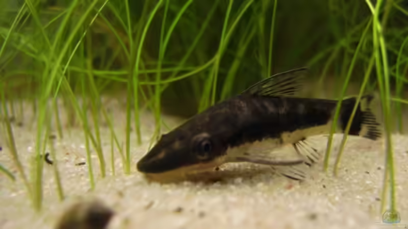 Otocinclus affinis (Ohrgitter-Harnischwels) von Tiberius (17)