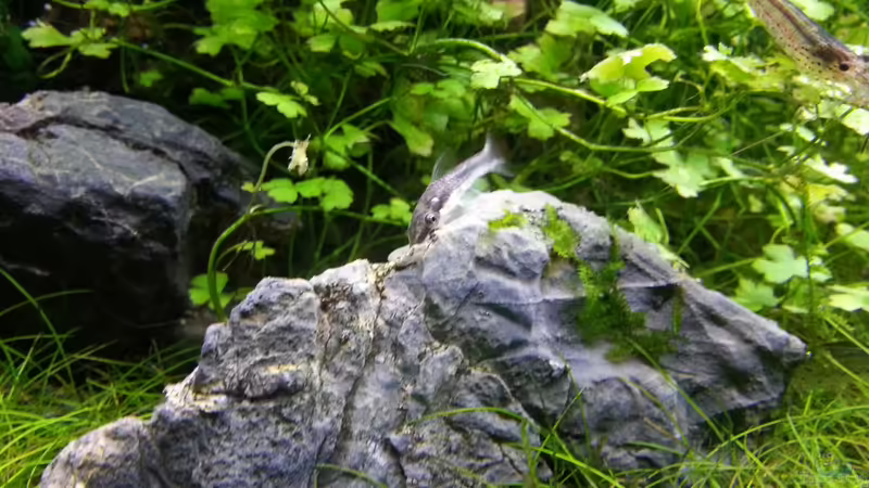 Otocinclus affinis (Ohrgitterharnischwels) von Marcel Reiter (35)